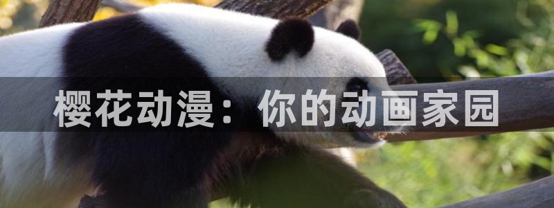 韩国漫画平台kakaopage：樱花动漫：你的动画家园